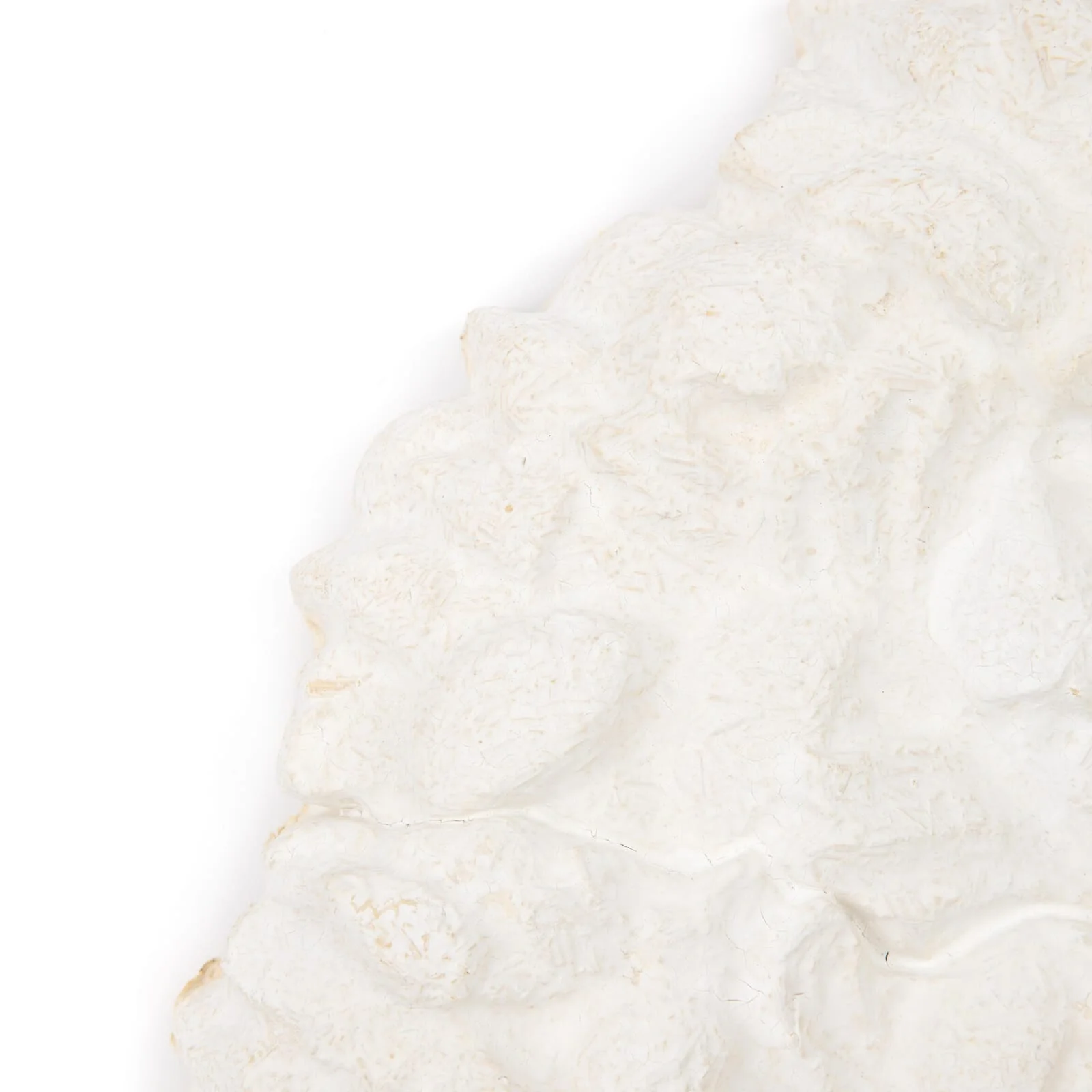 MYCELIUM Rose - Image 4